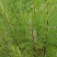 野生沙蒿种子沙蒿籽抗风沙牧草种籽护坡固土荒漠植被专用绿化