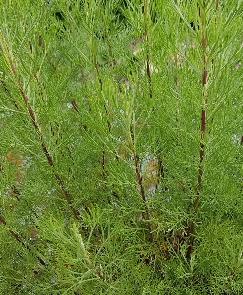 野生沙蒿种子沙蒿籽抗风沙牧草种籽护坡固土荒漠植被专用绿化