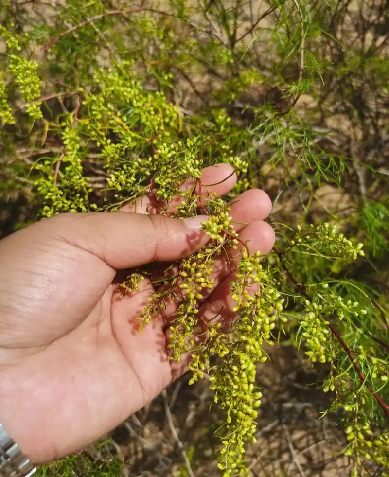 野生沙蒿种子沙蒿籽抗风沙牧草种籽护坡固土荒漠植被专用绿化