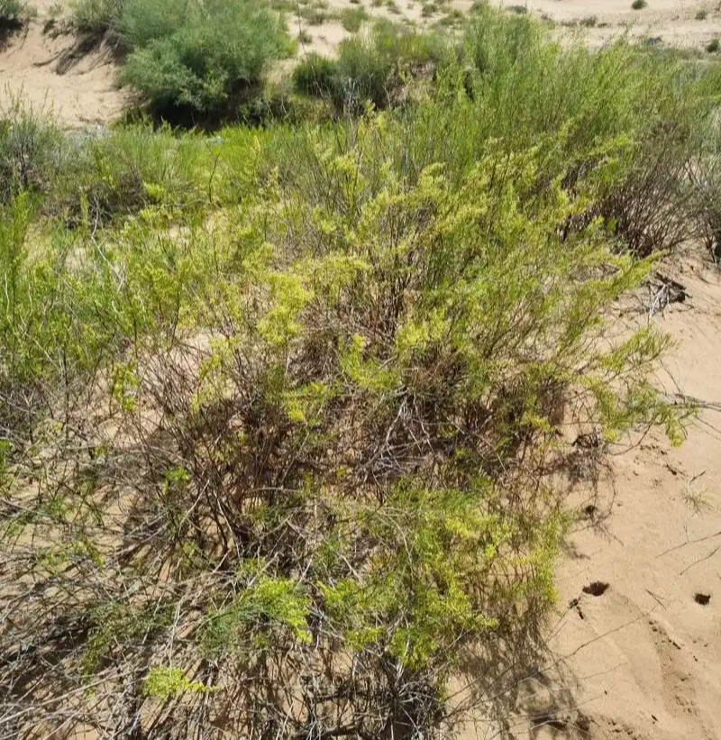 野生沙蒿种子沙蒿籽抗风沙牧草种籽护坡固土荒漠植被专用绿化
