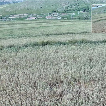 大量出售新莜麦价格面议