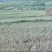 大量出售新莜麦价格面议
