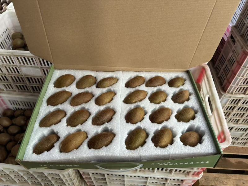 陕西徐香绿心猕猴桃供应电商平台达人社团落地配