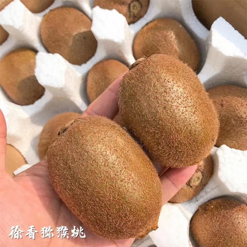 陕西徐香绿心猕猴桃供应电商平台达人社团落地配