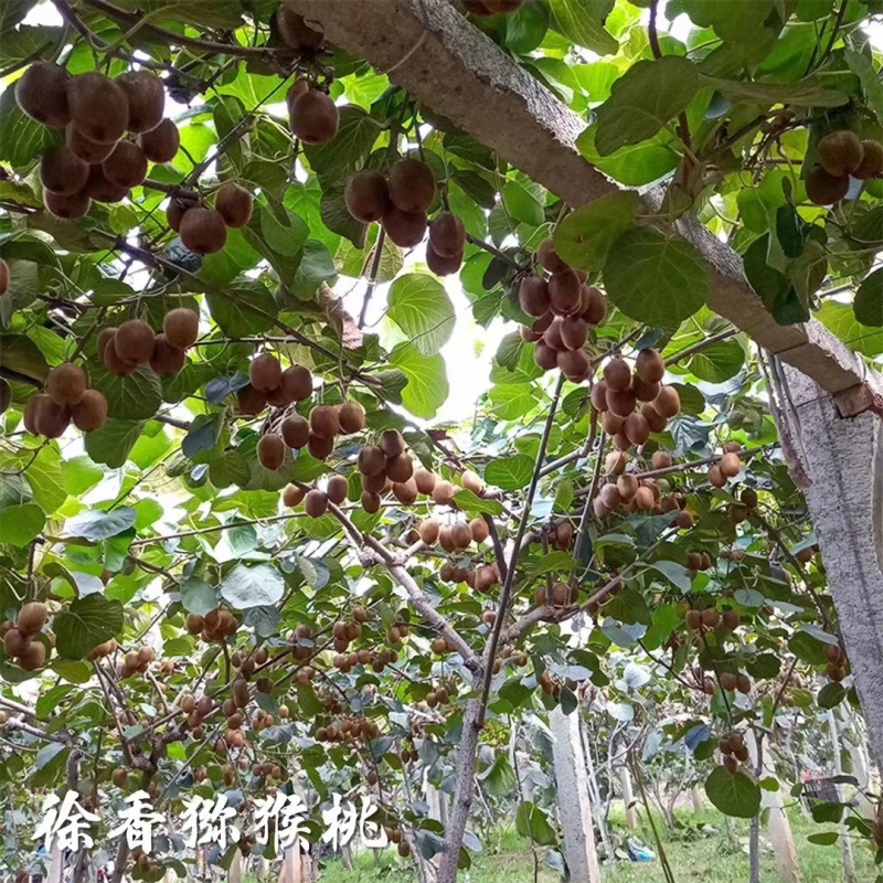 陕西徐香绿心猕猴桃供应电商平台达人社团落地配