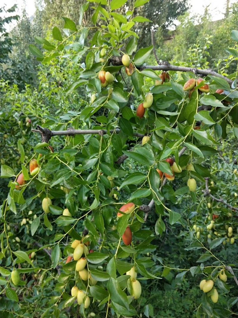 山地马牙枣