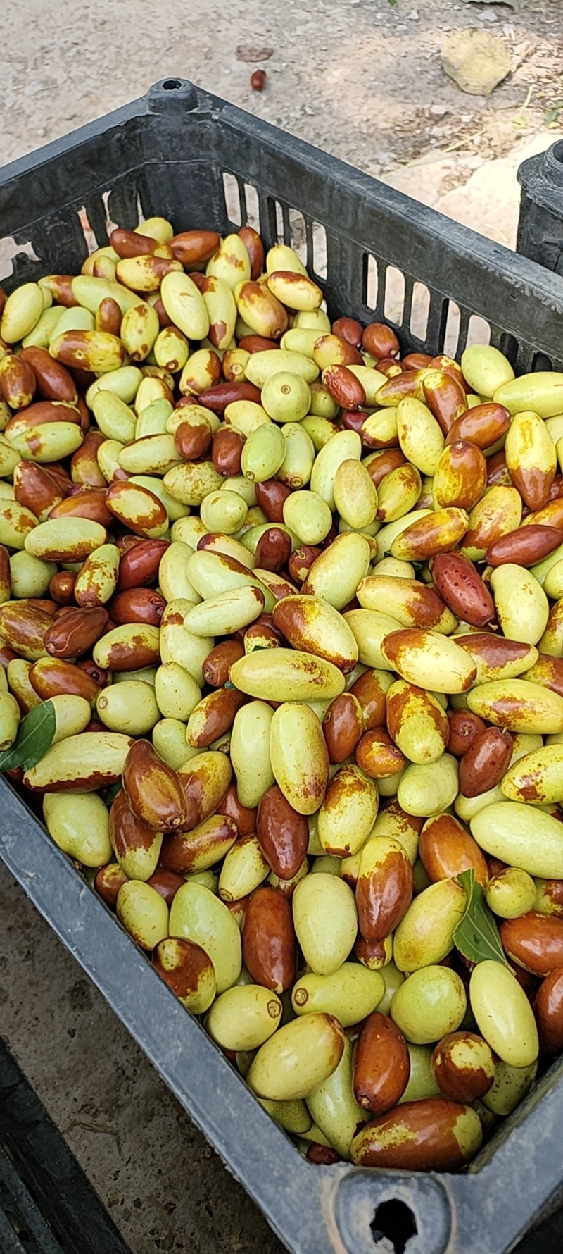 山地马牙枣