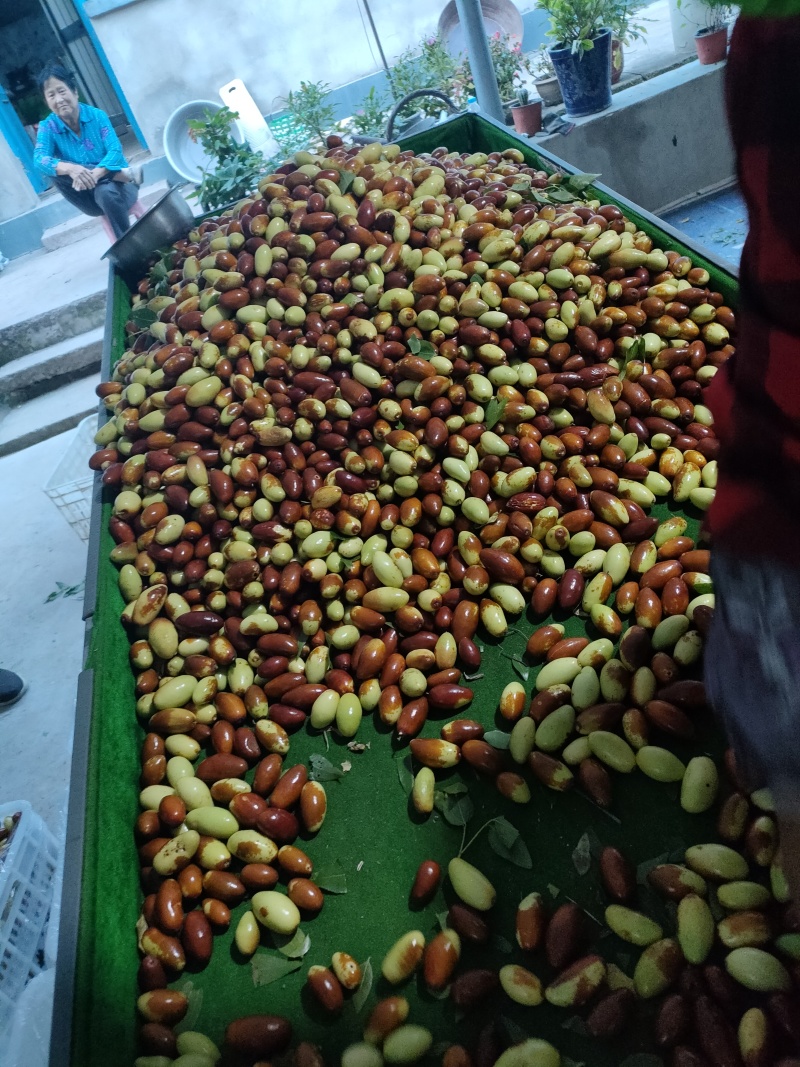 山地马牙枣
