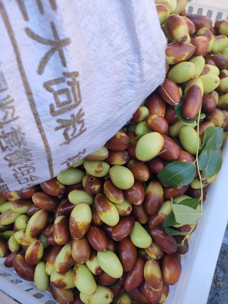 山地马牙枣