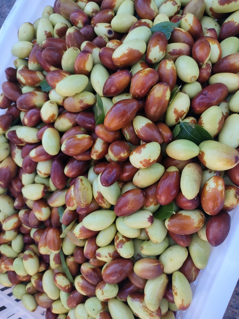 山地马牙枣