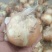 黄皮洋葱球大量现货供应规格包装定制超市电商食堂出口均可合