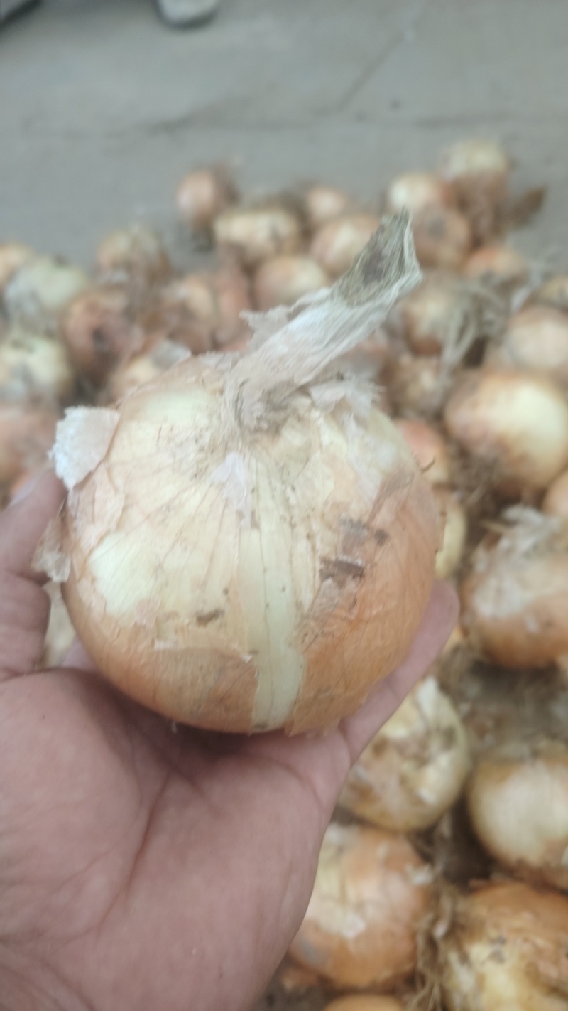 黄皮洋葱球大量现货供应规格包装定制超市电商食堂出口均可合