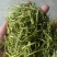 隆回金银花青茶五彩花批发大货库存充足对接批发
