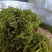隆回金银花青茶五彩花批发大货库存充足对接批发