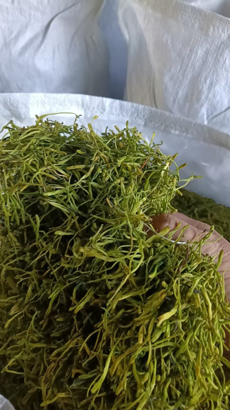 隆回金银花青茶五彩花批发大货库存充足对接批发
