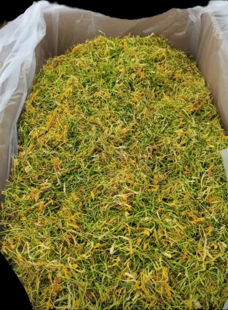 隆回金银花青茶五彩花批发大货库存充足对接批发
