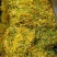 隆回金银花青茶五彩花批发大货库存充足对接批发