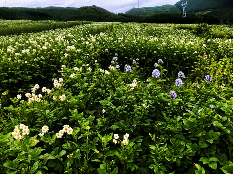 有机土豆