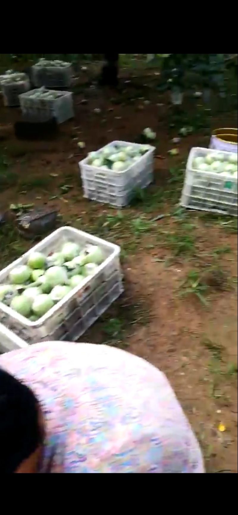 金帅嘎啦苹果供应优质苹果现摘现发质量保证可视频看货