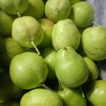 早酥梨白菜价