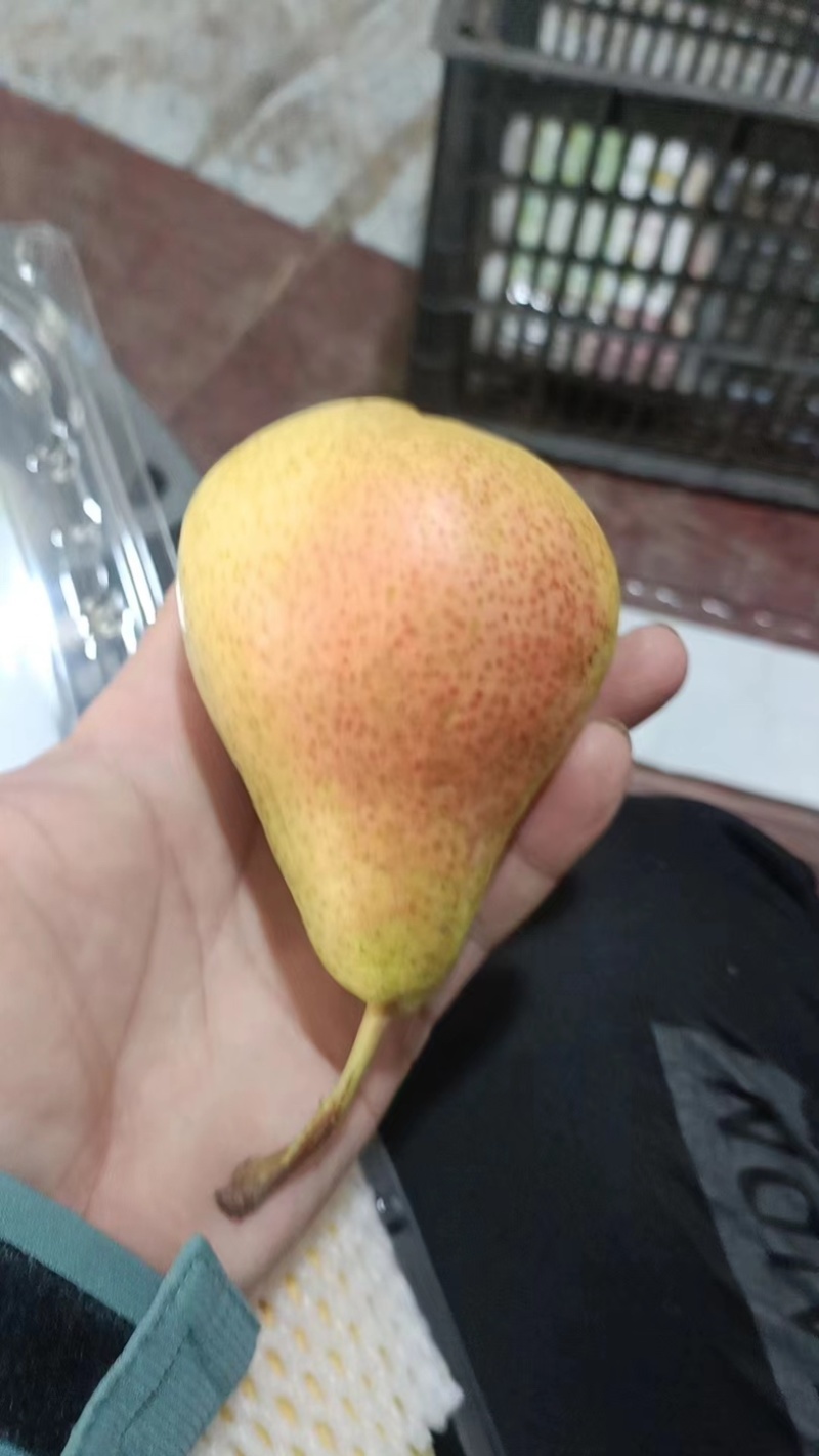 卡门啤梨/洋梨/水果梨/香甜软糯多汁/可视频看货