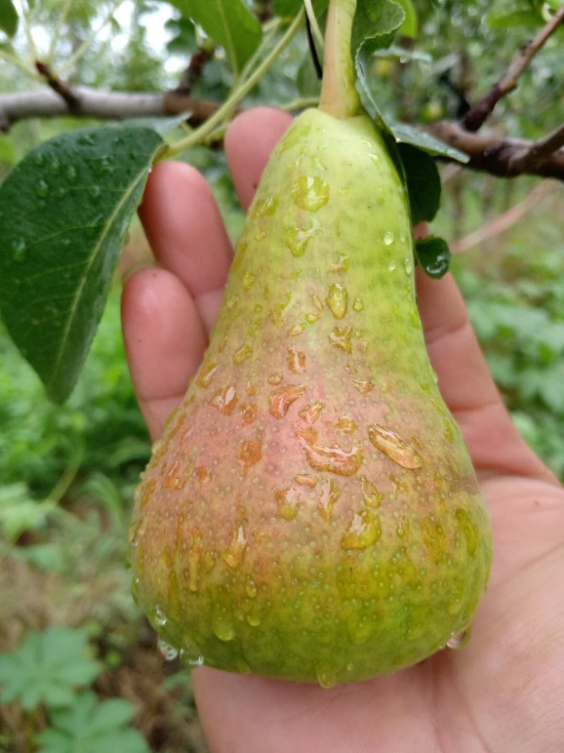 卡门啤梨/洋梨/水果梨/香甜软糯多汁/可视频看货