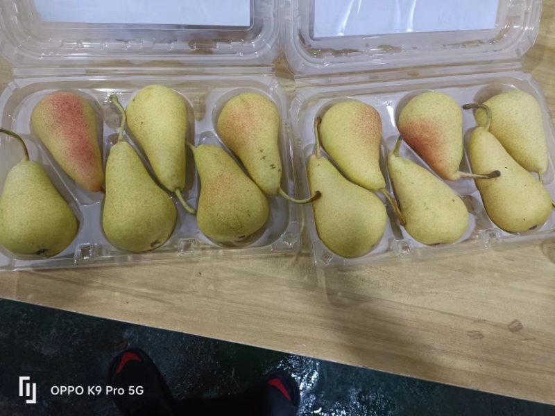卡门啤梨/洋梨/水果梨/香甜软糯多汁/可视频看货