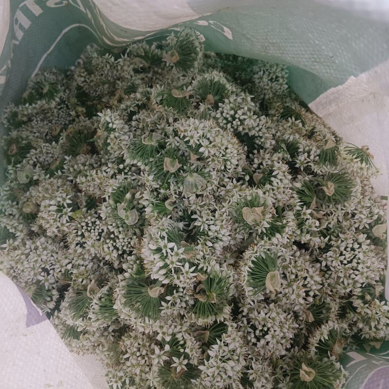 韭菜花河北邯郸临漳万亩韭菜基地