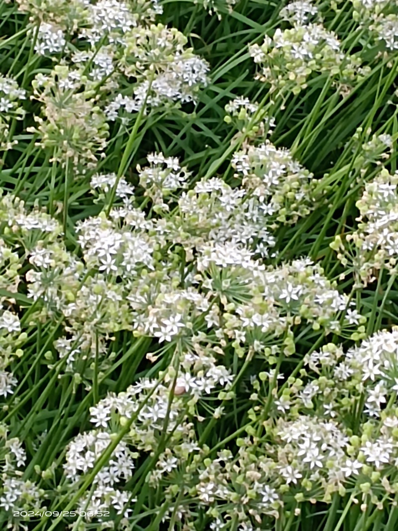 韭菜花河北邯郸临漳万亩韭菜基地