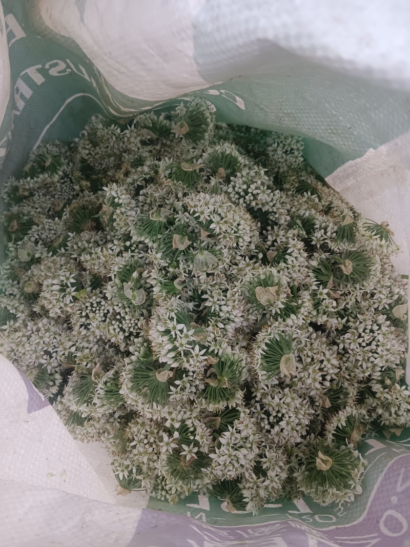 韭菜花河北邯郸临漳万亩韭菜基地