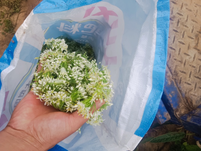 韭菜花河北邯郸临漳万亩韭菜基地