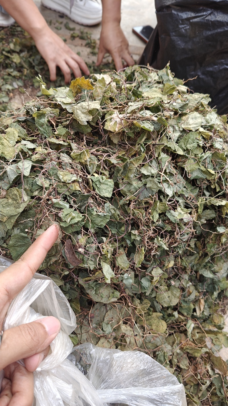 小叶青天葵，