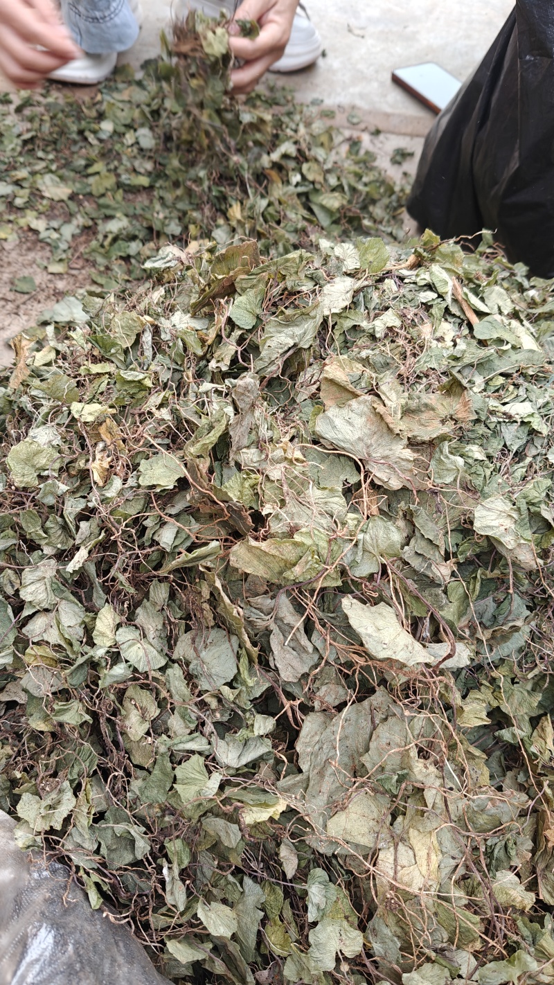 小叶青天葵，