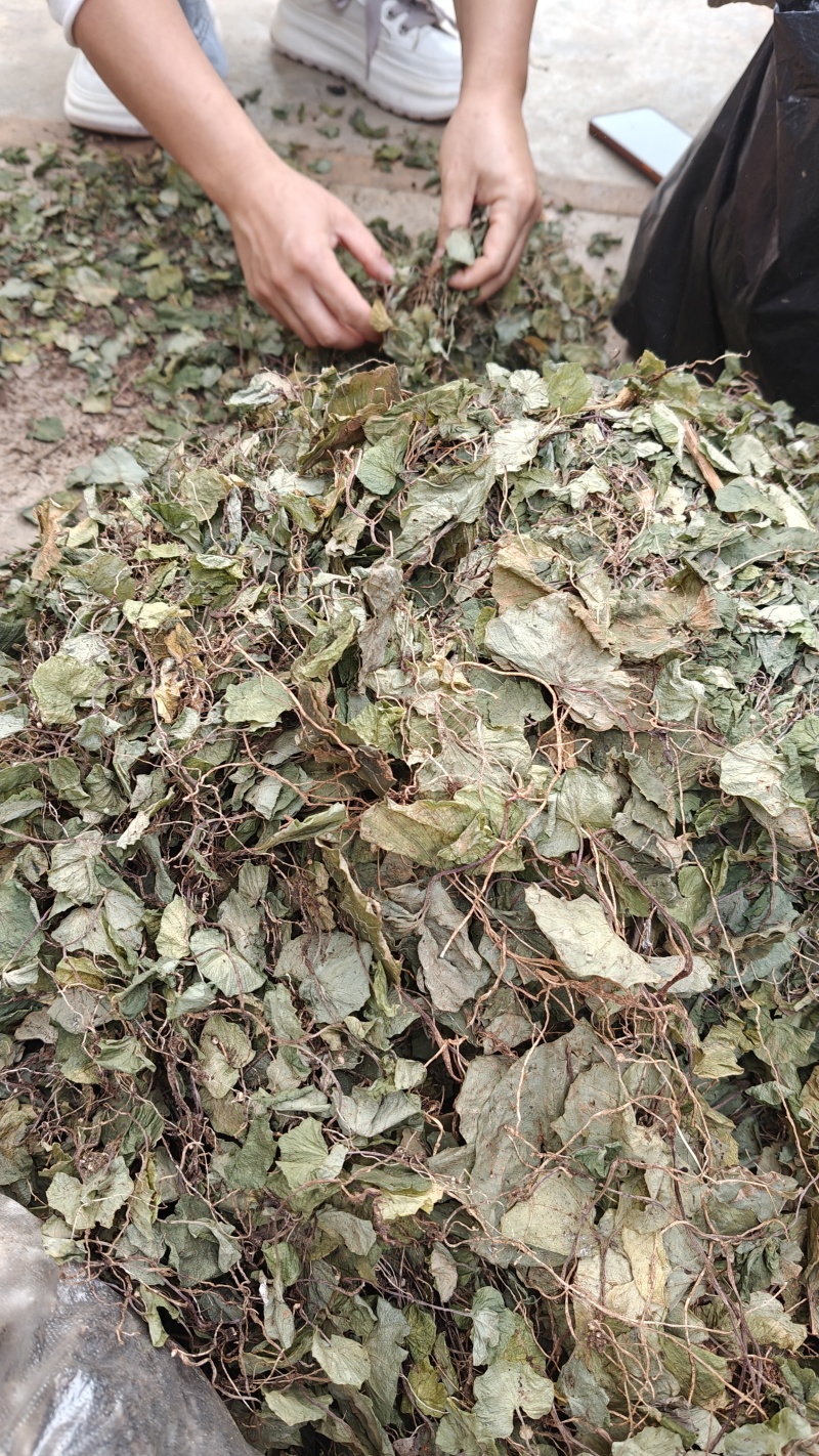 小叶青天葵，