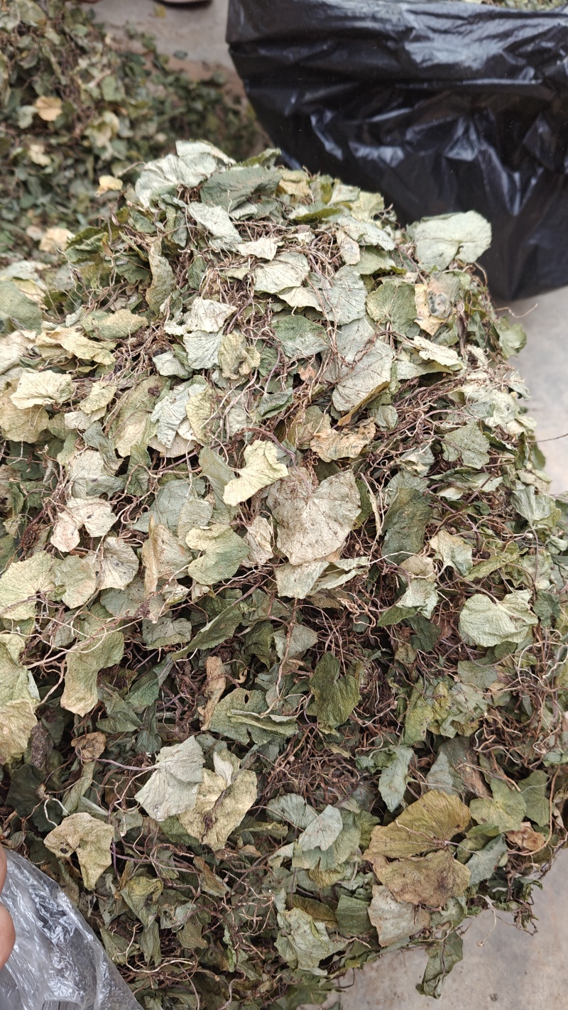 小叶青天葵，