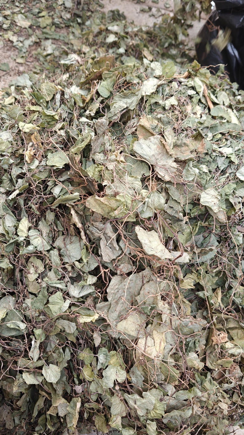 小叶青天葵，