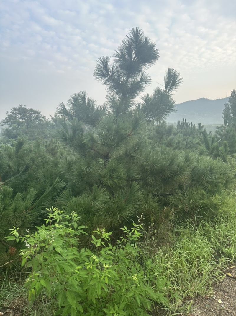 大田黑松油松定植苗1-5米10000棵油松土球苗松树