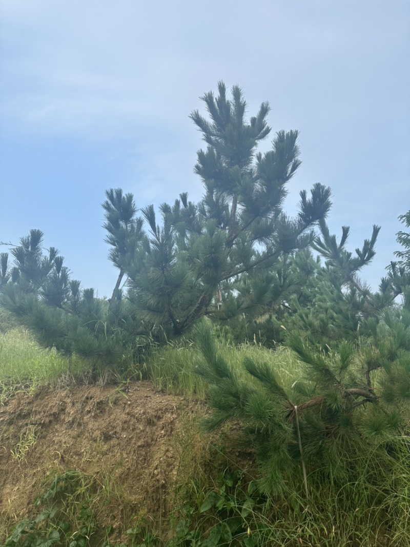 大田黑松油松定植苗1-5米10000棵油松土球苗松树