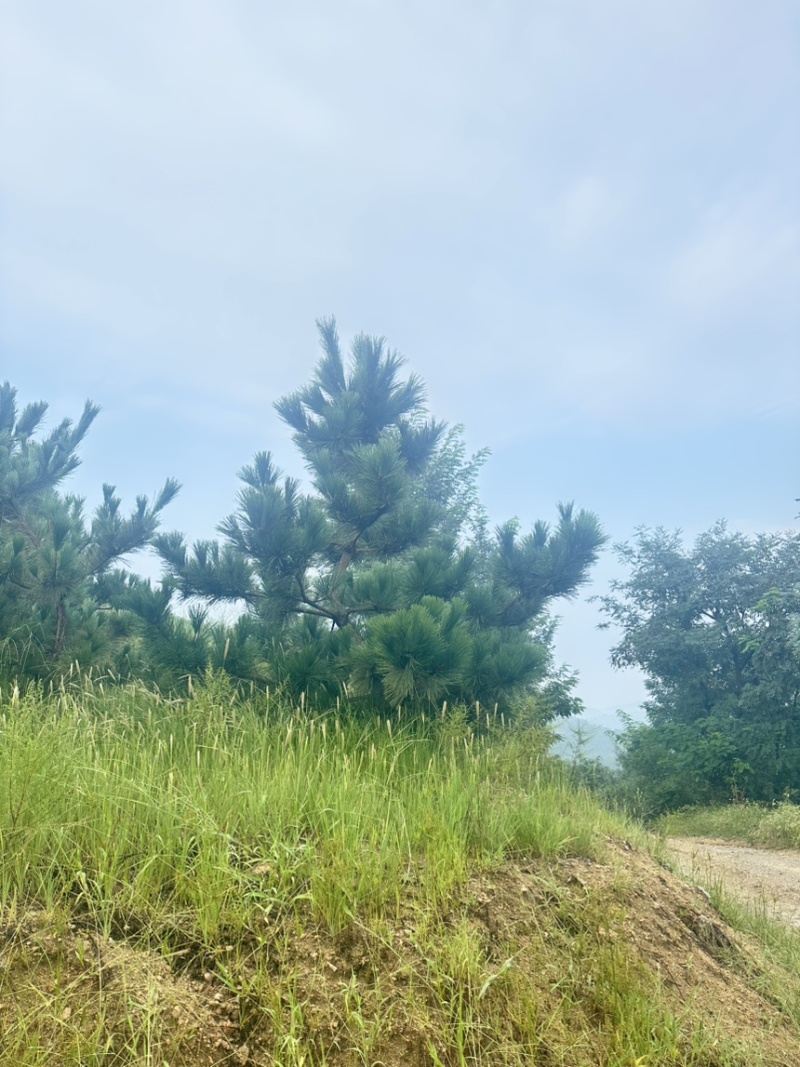 大田黑松油松定植苗1-5米10000棵油松土球苗松树