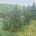 大田黑松油松定植苗1-5米10000棵油松土球苗松树