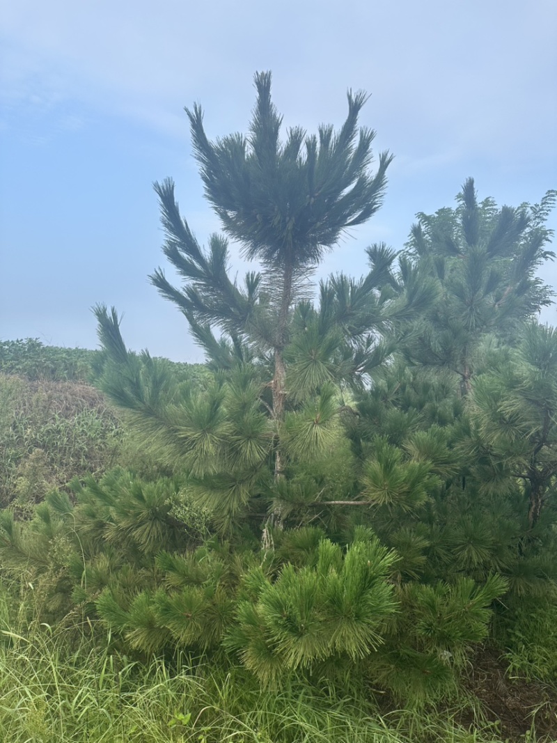 大田黑松油松定植苗1-5米10000棵油松土球苗松树