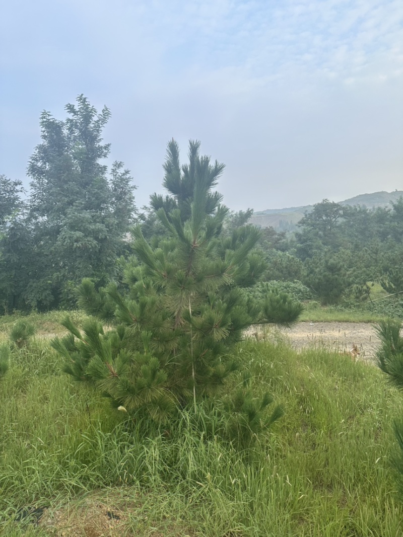 大田黑松油松定植苗1-5米10000棵油松土球苗松树