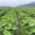 3万亩荔浦芋头种子