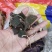 小叶青天葵，鲜货，干货都有