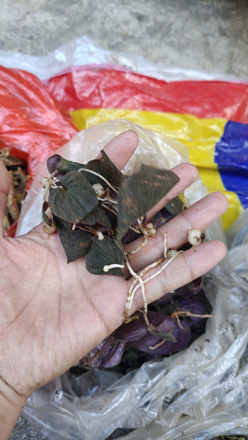 小叶青天葵，鲜货，干货都有