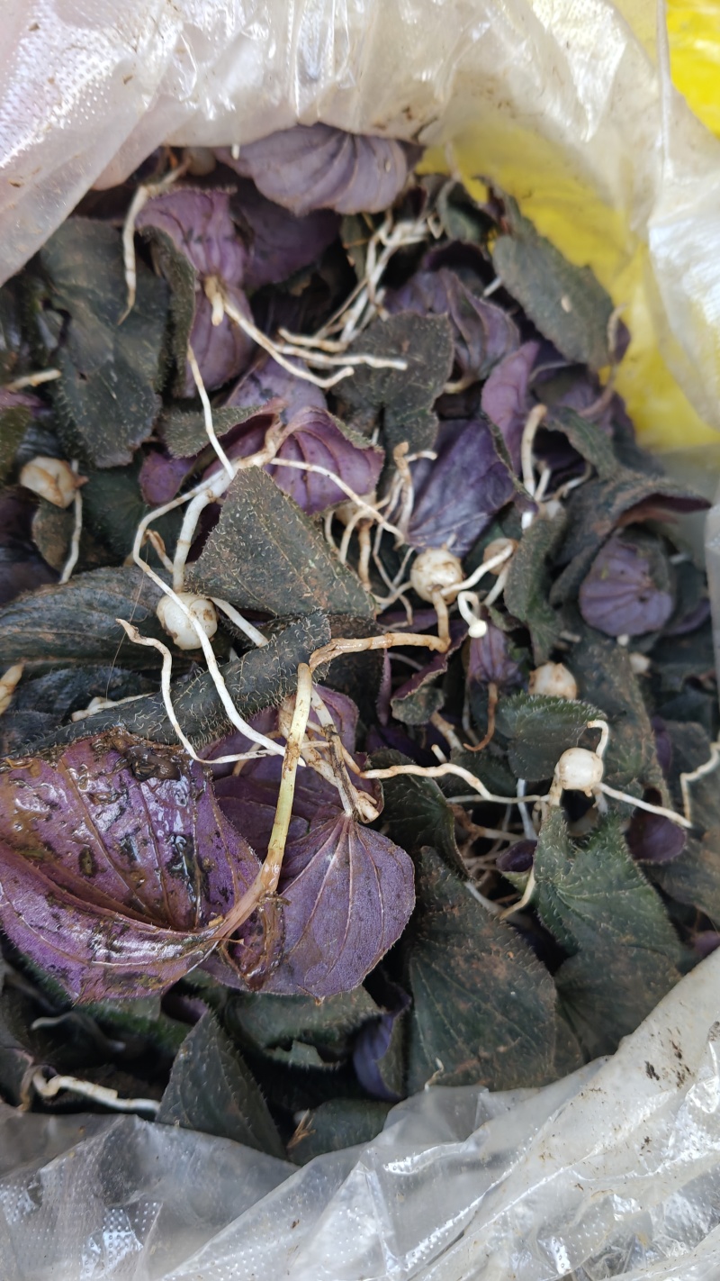小叶青天葵，鲜货，干货都有