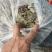 小叶青天葵，鲜货，干货都有