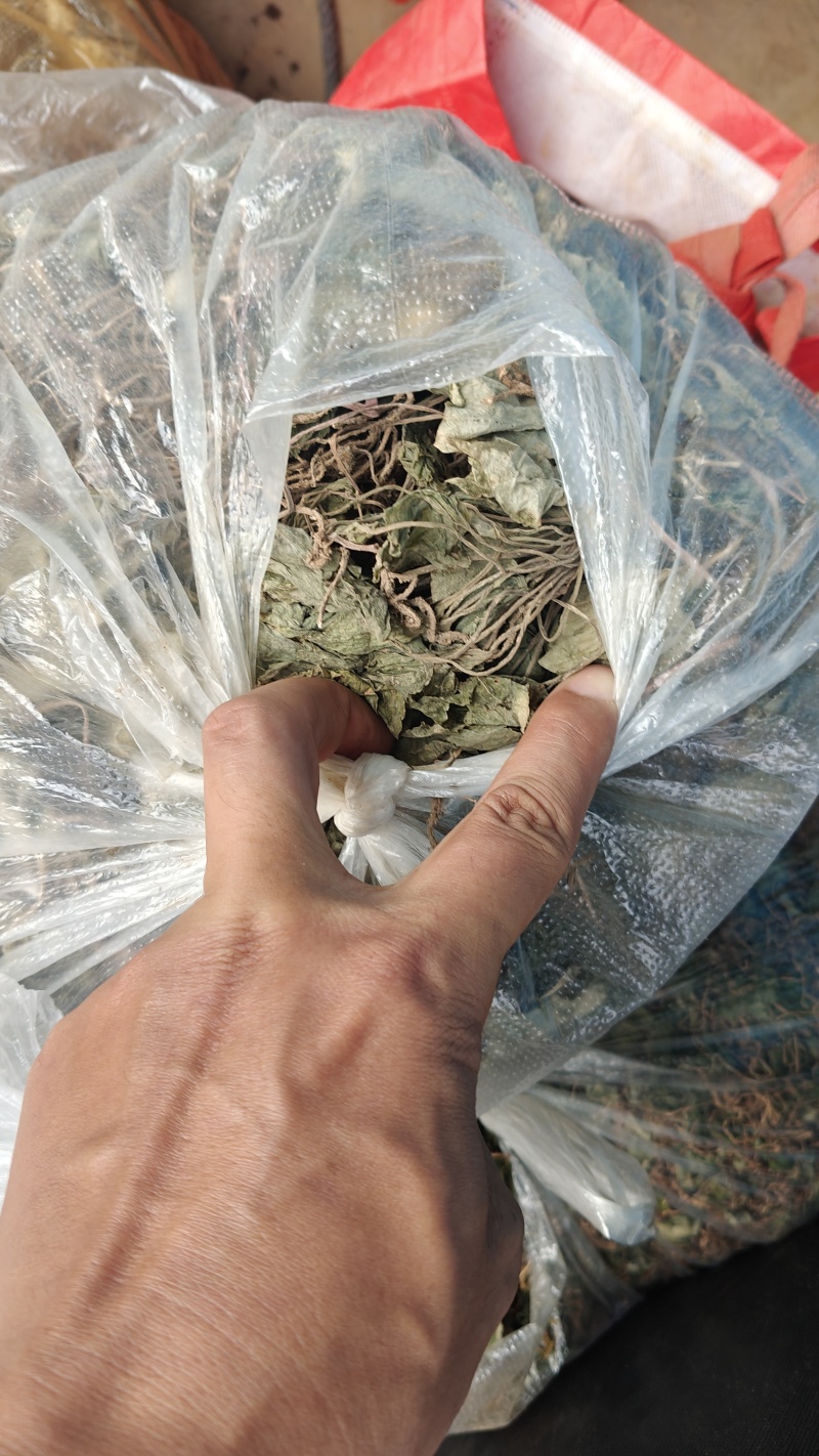 小叶青天葵，鲜货，干货都有