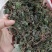 小叶青天葵，鲜货，干货都有