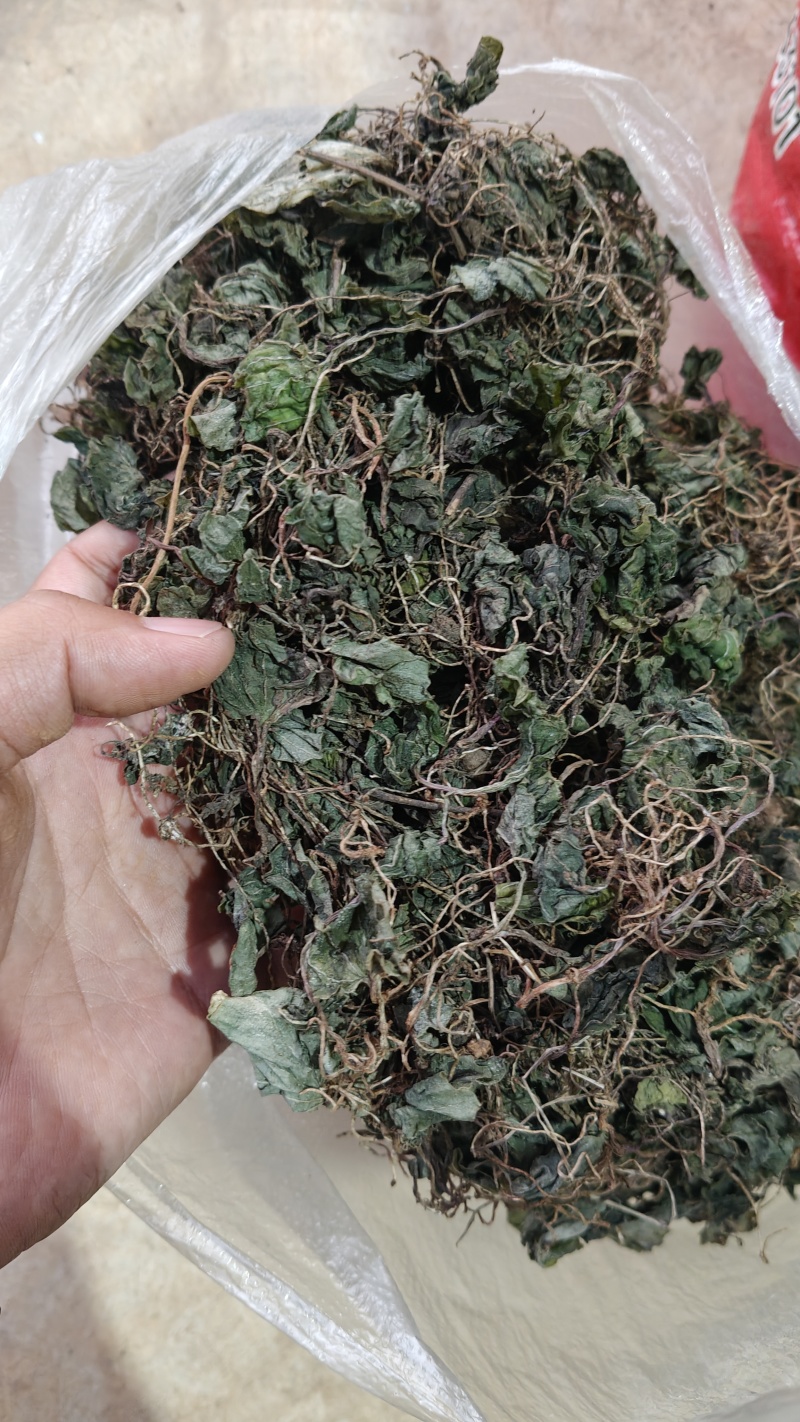 小叶青天葵，鲜货，干货都有